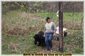 Bouvier des Flandres copyright Elevage du Clos de la Luette